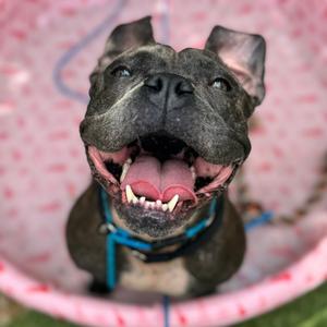 Peggy, Terrier, Pit Bull, adult, available for adoption