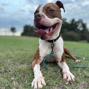 Alby, Terrier, Pit Bull, adult, available for adoption