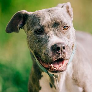 Pandora, Terrier, Pit Bull, adult, available for adoption