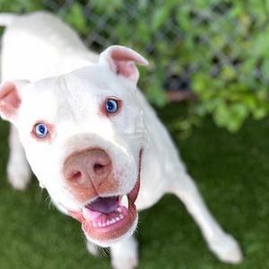 Auggie, Terrier, Pit Bull, senior, available for adoption