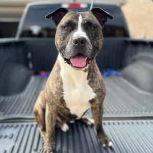 JuJu, Terrier, Pit Bull, senior, available for adoption