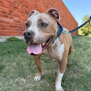 A brown and white dog with a blue collar and leash, standing on grass in front of a brick wall, with its tongue out.