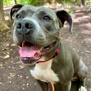 April, Terrier, Pit Bull, adult, available for adoption