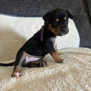 Bianca, Terrier, Pit Bull, puppy, available for adoption