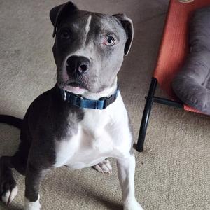 Indigo, Terrier, Pit Bull, young, available for adoption