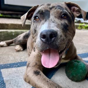 Lilith, Terrier, Pit Bull, adult, available for adoption
