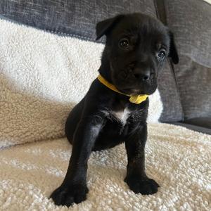 Penny, Terrier, Pit Bull, puppy, available for adoption