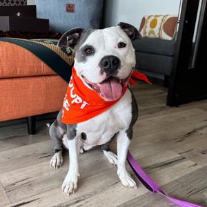 Livi, Terrier, Pit Bull, adult, available for adoption