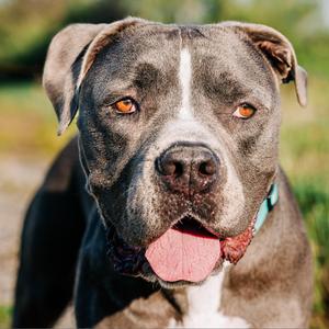 Harvey, Terrier, Pit Bull, adult, available for adoption
