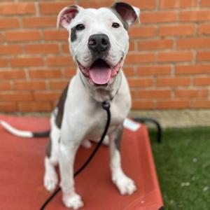 Banksy, Terrier, Pit Bull, adult, available for adoption