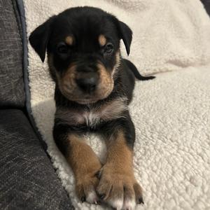 Cody, Terrier, Pit Bull, puppy, available for adoption