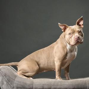 A light brown dog with a white chest and face markings standing on a gray cushion.
