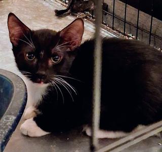 A black and white cat with large eyes and white whiskers is lying on a concrete surface, partially behind a metal fence. The cat has a white chest and paws, and its ears are upright. The background includes a blue object on the left side.