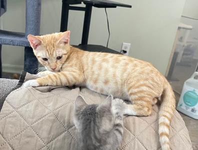 Buster, kitten, available for adoption