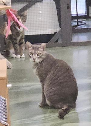 Cheeks, adult, available for adoption