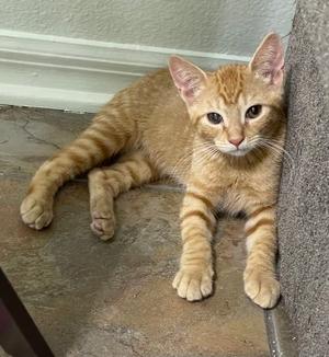 Billy, kitten, available for adoption