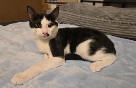 Charlie, kitten, available for adoption