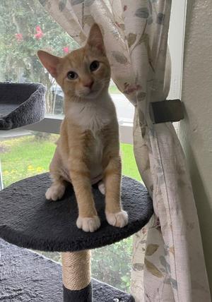 Bob, kitten, available for adoption