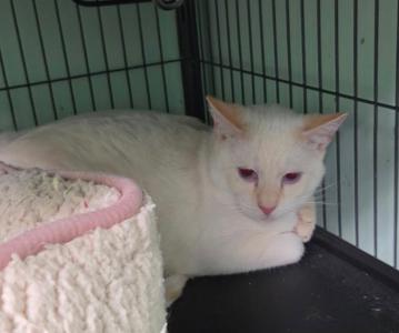 A white cat with pink eyes resting in a cage, lying on a soft blanket.