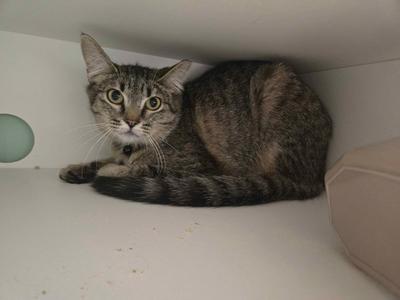 Cashmere, kitten, available for adoption