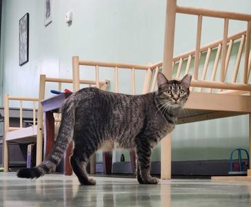 Cashmere, young, available for adoption