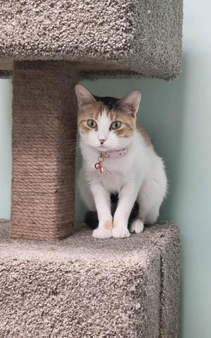 A white and brown cat with green eyes sitting on a cat tree.