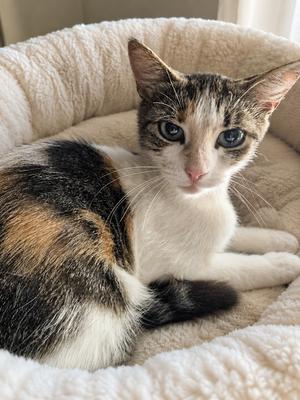 Charmaine, adult, available for adoption