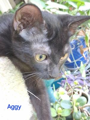 Aggy, kitten, available for adoption