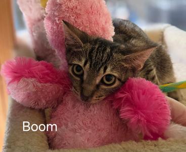 Boom, young, available for adoption