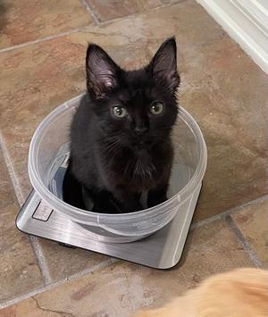 Bart, kitten, available for adoption