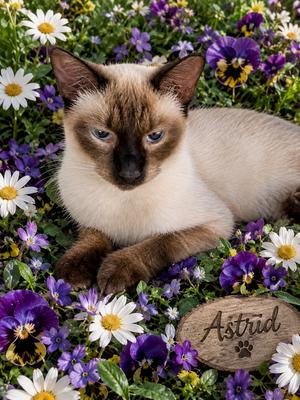 Astrid Doney, young, available for adoption