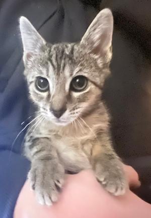 Bubba, kitten, available for adoption