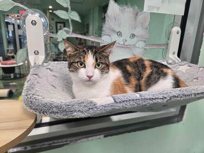 A calico cat sitting in a gray, plush cat bed attached to a window. The cat has a white chest, orange and black patches, and green eyes. In the background, there is a drawing of a white cat on the window.