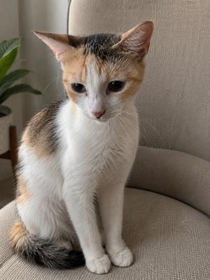 Cecelia, young, available for adoption