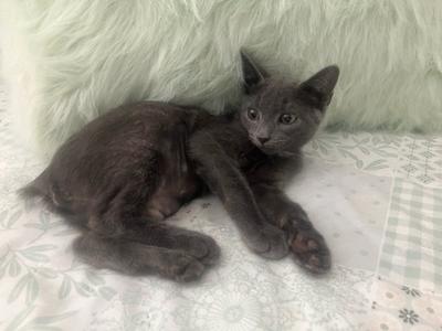 Almond, kitten, available for adoption