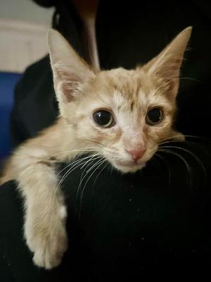Bane, kitten, available for adoption
