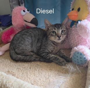 Dawson, kitten, available for adoption