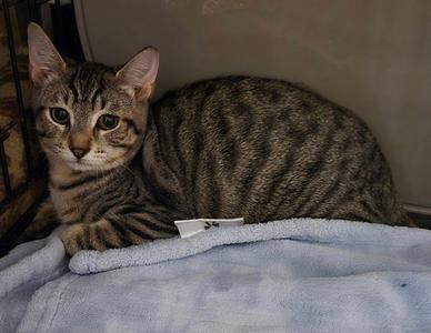 Aspen, kitten, available for adoption