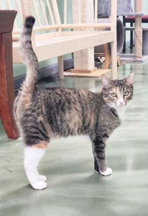 A tabby cat with white paws and a raised tail standing on a green floor, looking at the camera.