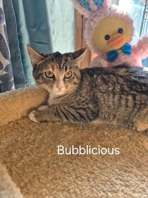 Bubbalicious, young, available for adoption