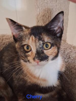 Cherry, kitten, available for adoption