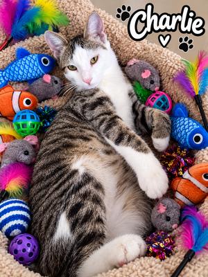 Charlie the Handsome Tabby, kitten, available for adoption
