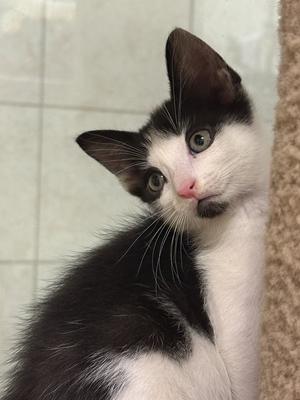 Bonnie, kitten, available for adoption