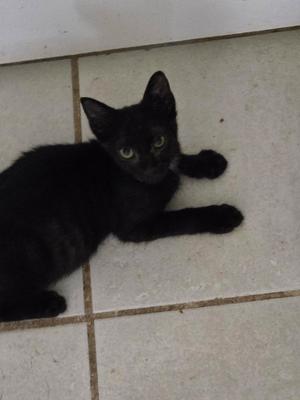 Chevy, kitten, available for adoption