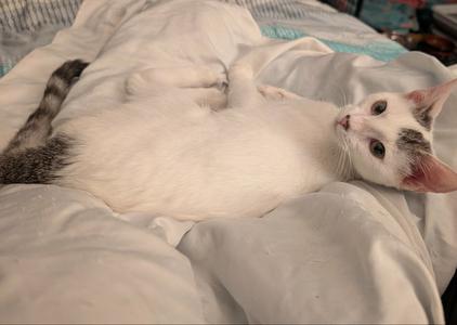 A white cat with gray markings on its tail and head is lying on a bed with white sheets. The cat is looking up at the camera with its ears perked up.