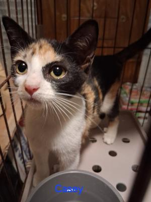 Casey, kitten, available for adoption