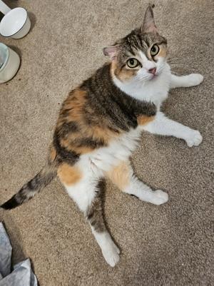 A calico cat lying on a carpeted floor, looking up with wide eyes.