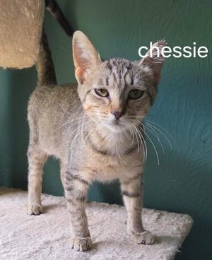 Chessie, kitten, available for adoption
