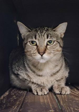 A tabby cat with green eyes sitting on a wooden surface