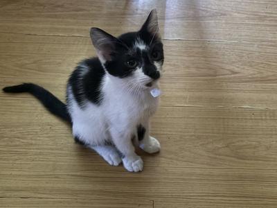 Bandit, kitten, available for adoption